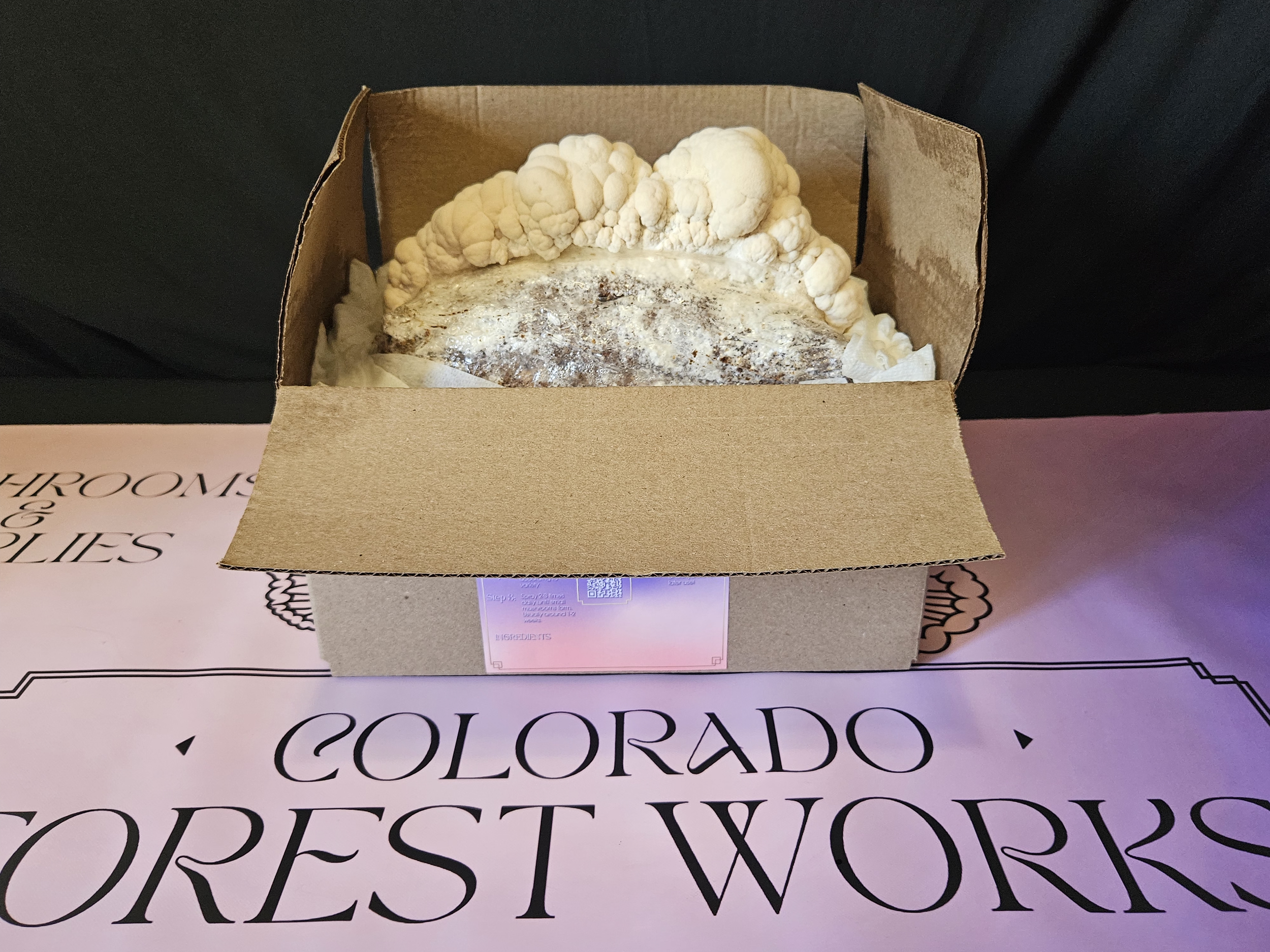 未開封　COCOROCK FOREST CONCERTDVD 3500 円に変更 Colorado Forest Works 5lbs Gourmet Ready-To-Fruit Block — Colorado
